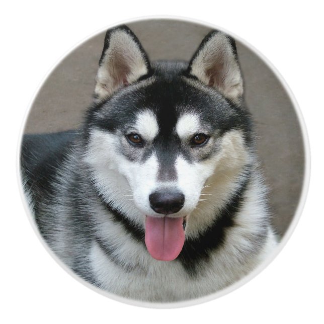 Alaskan Malamute Dog Photograph Ceramic Knob (Front)
