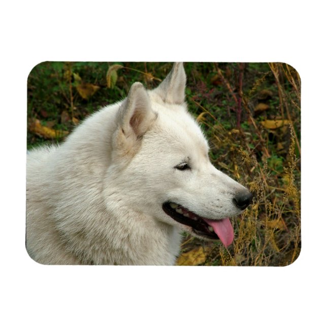 Alaskan Malamute Dog Photograph Magnet (Horizontal)