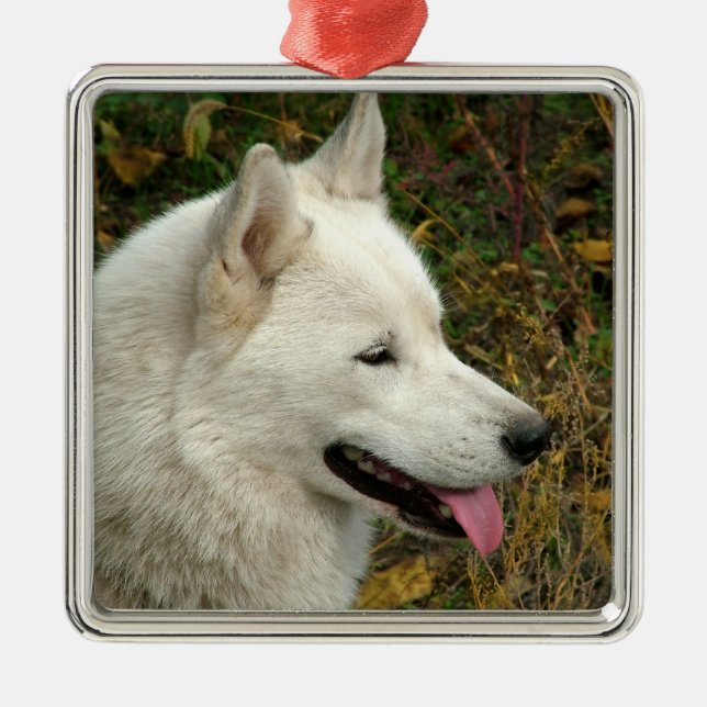Alaskan Malamute Dog Photograph Metal Tree Decoration (Front)