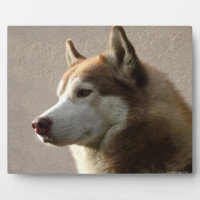 Alaskan Malamute Dog Photograph