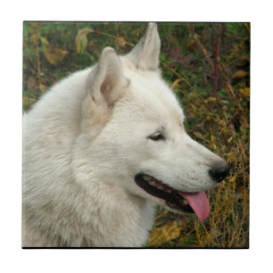 Alaskan Malamute Dog Photograph Tile