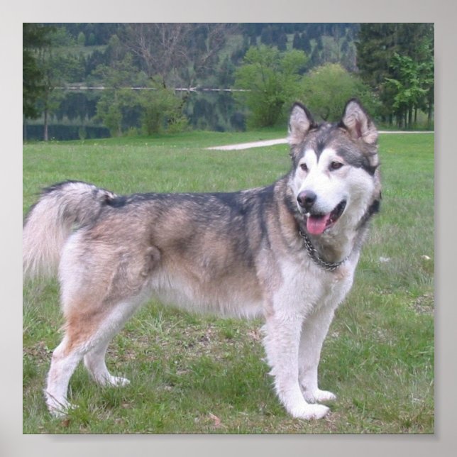 Alaskan Malamute Dog Poster (Front)