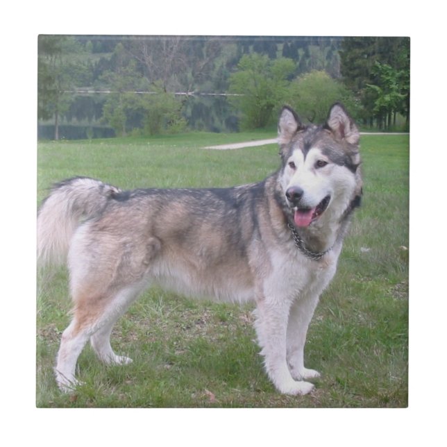 Alaskan Malamute Dog Tile (Front)