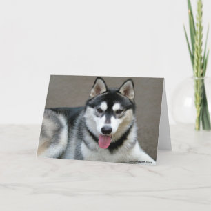 Alaskan Malamute Dogs Card