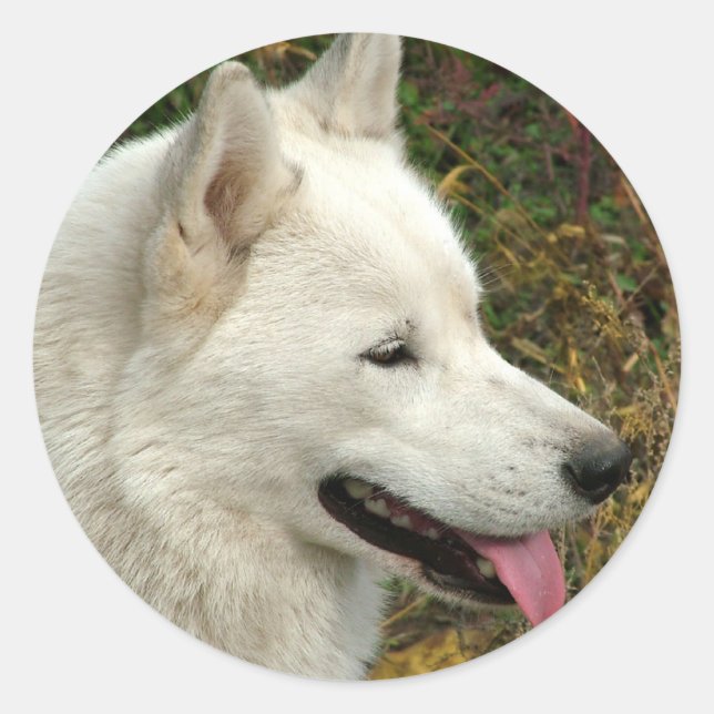 Alaskan Malamute Dogs Classic Round Sticker (Front)