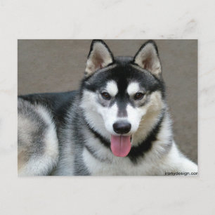 Alaskan Malamute Dogs Postcard