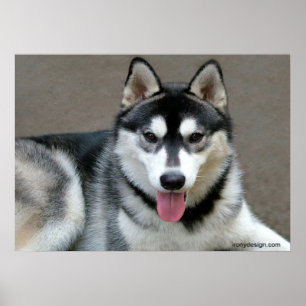 Alaskan Malamute Dogs Poster