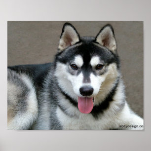 Alaskan Malamute Dogs Poster