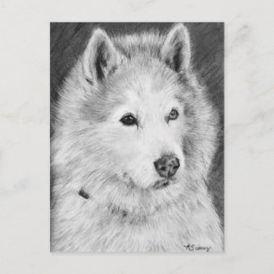 Alaskan Malamute Drawing Postcard