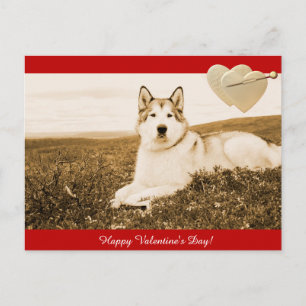Alaskan Malamute Happy Valentine's Day postcard