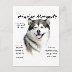 Alaskan Malamute History, All about Malamutes Postcard