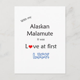 Alaskan Malamute Lick Design Postcard