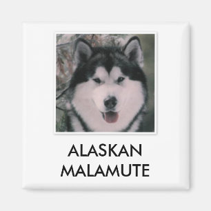 Alaskan Malamute Magnet