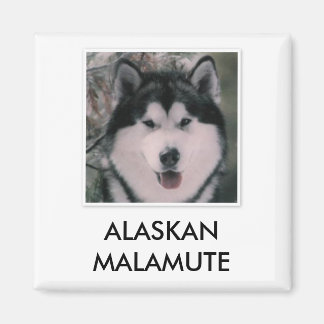 Alaskan Malamute Magnet