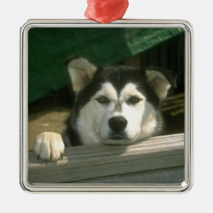 Alaskan Malamute Ornament