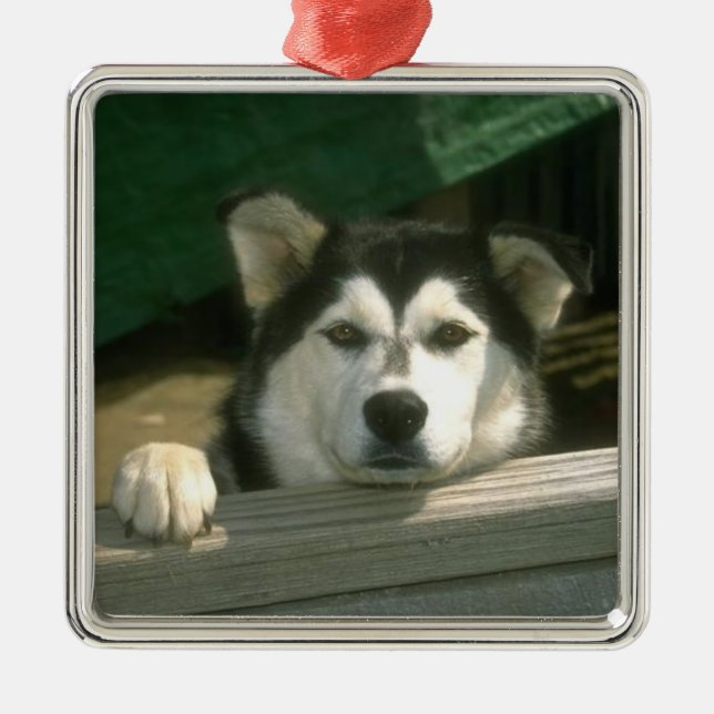 Alaskan Malamute Ornament (Front)
