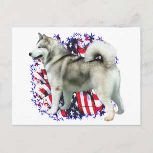 Alaskan Malamute Patriot Postcard