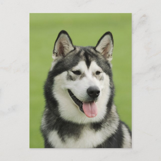 Alaskan malamute postcard (Front)