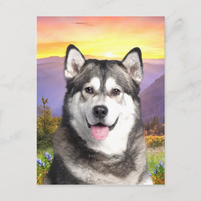 Alaskan Malamute Postcard (Front)