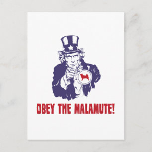 Alaskan Malamute Postcard