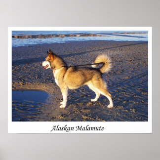 Alaskan Malamute Poster