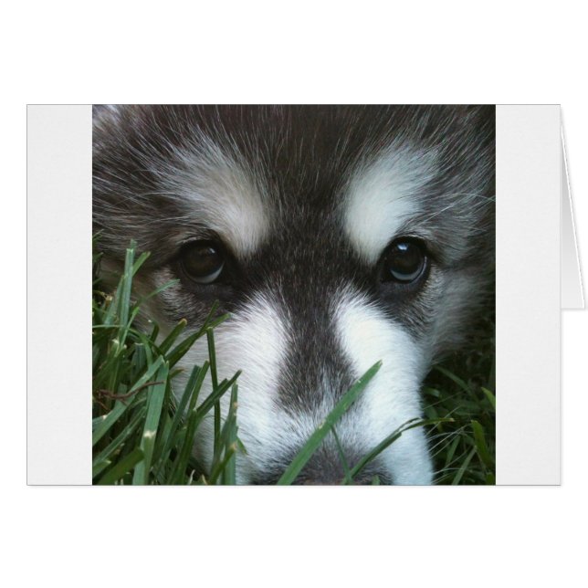 Alaskan Malamute Puppy (Front Horizontal)