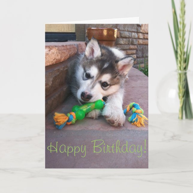 Alaskan Malamute Puppy Chewing Rope Toy Photograph Card (Front)