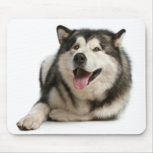 Alaskan Malamute Puppy Dog Mousepad