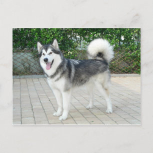 Alaskan Malamute Puppy Dog Postcard