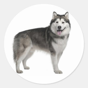 Alaskan Malamute Puppy Dog Sticker / Seal