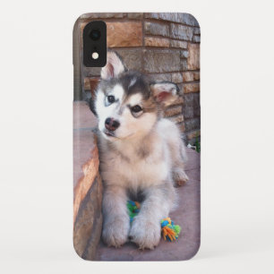 Alaskan Malamute Puppy Head Tilt Photograph iPhone XR Case