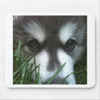 Alaskan Malamute Puppy