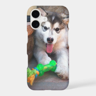 Alaskan Malamute Puppy With Rope Toy Photograph