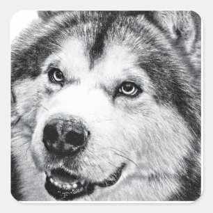 ALASKAN MALAMUTE SQUARE STICKER