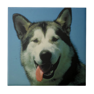 Alaskan Malamute Tile