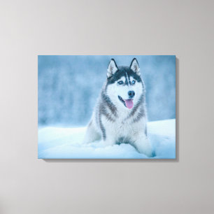 Alaskan Malamute walking on snow field Canvas Print
