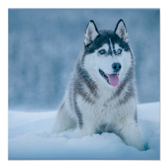 Alaskan Malamute walking on snow field Poster (Front)