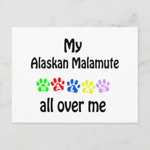 Alaskan Malamute Walks Design Postcard