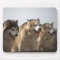 Alaskan Malamutes Mouse mats.