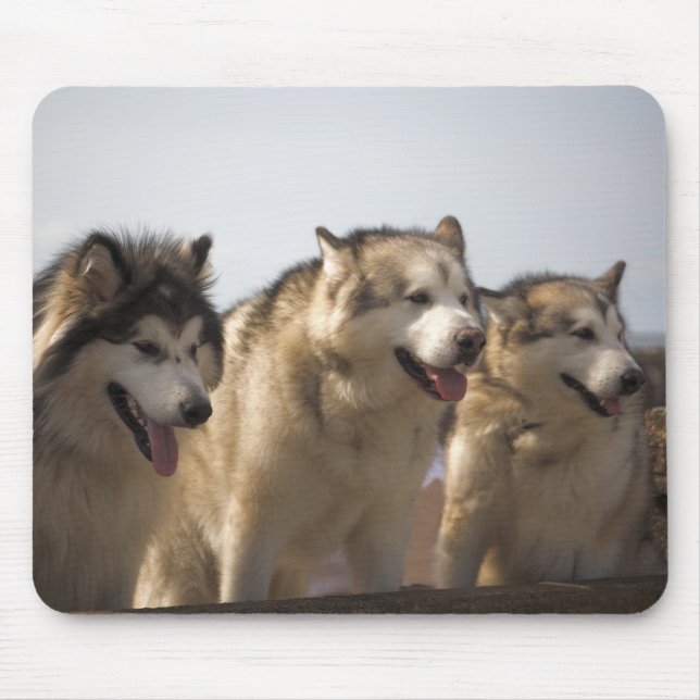 Alaskan Malamutes Mouse mats. Mat (Front)