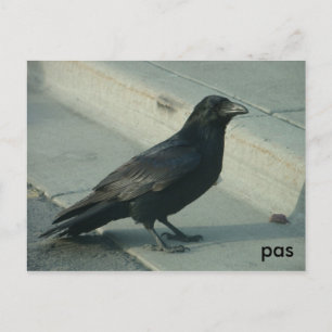 alaskan raven postcard