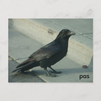 alaskan raven postcard