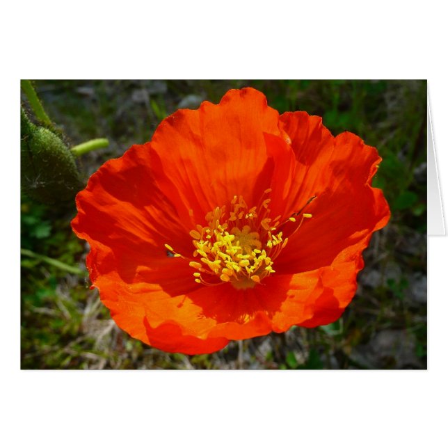 Alaskan Red Poppy Colourful Flower (Front Horizontal)