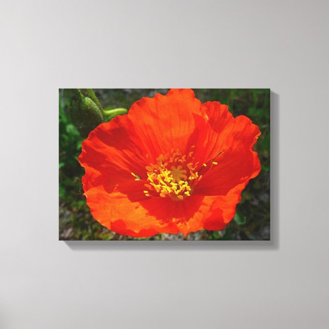 Alaskan Red Poppy Colourful Flower Canvas Print (Front)