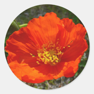Alaskan Red Poppy Colourful Flower Classic Round Sticker