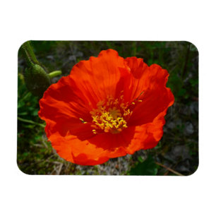 Alaskan Red Poppy Colourful Flower Magnet
