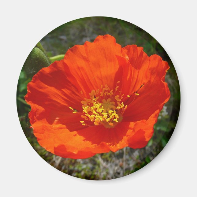 Alaskan Red Poppy Colourful Flower Magnet (Front)