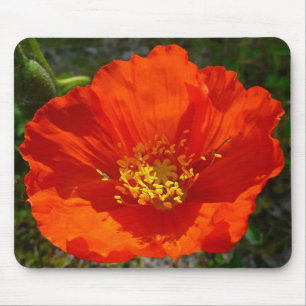 Alaskan Red Poppy Colourful Flower Mouse Mat
