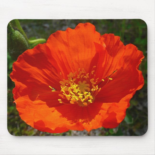 Alaskan Red Poppy Colourful Flower Mouse Mat (Front)