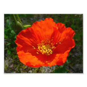 Alaskan Red Poppy Colourful Flower Photo Print